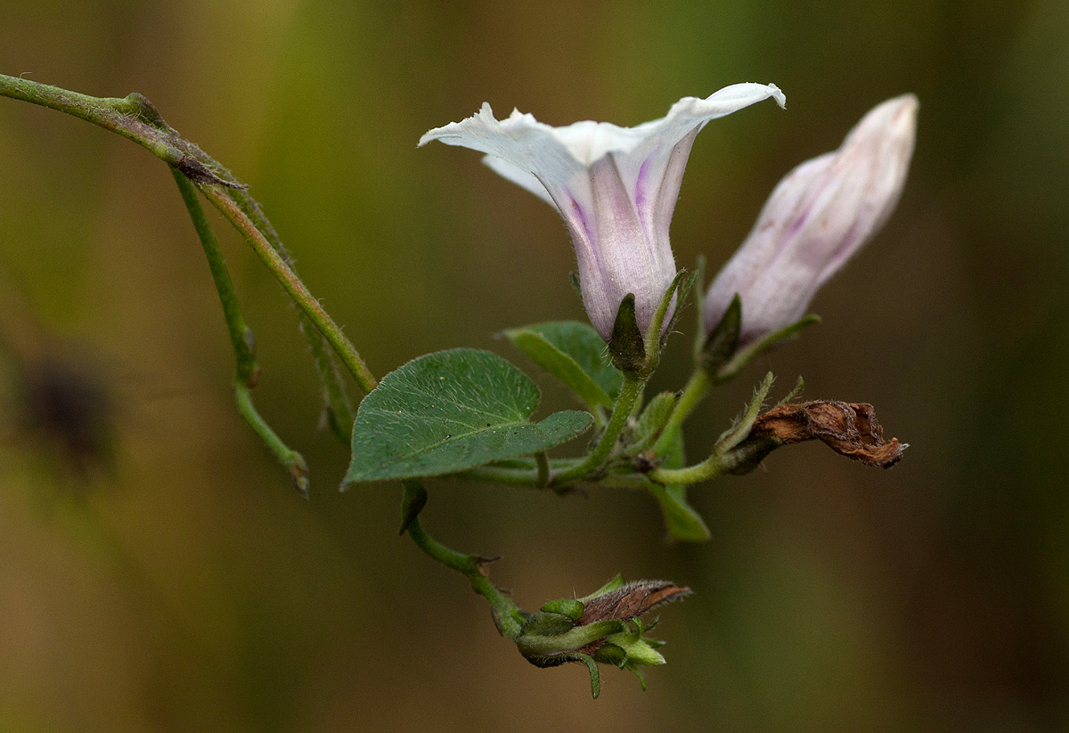 Ipomoea tenuirostris subsp. tenuirostris Ipomoea tenuirostris subsp. tenuirostris