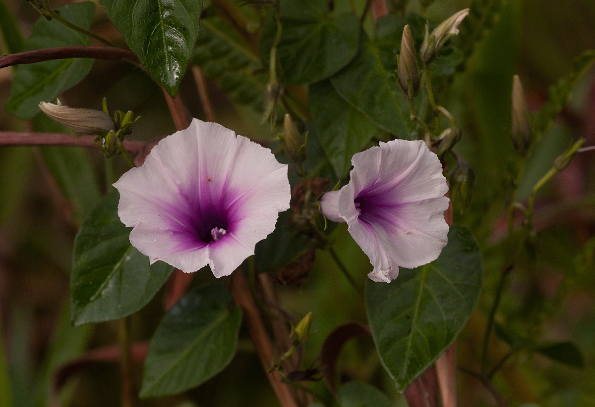 Ipomoea tenuirostris subsp. tenuirostris Ipomoea tenuirostris subsp. tenuirostris