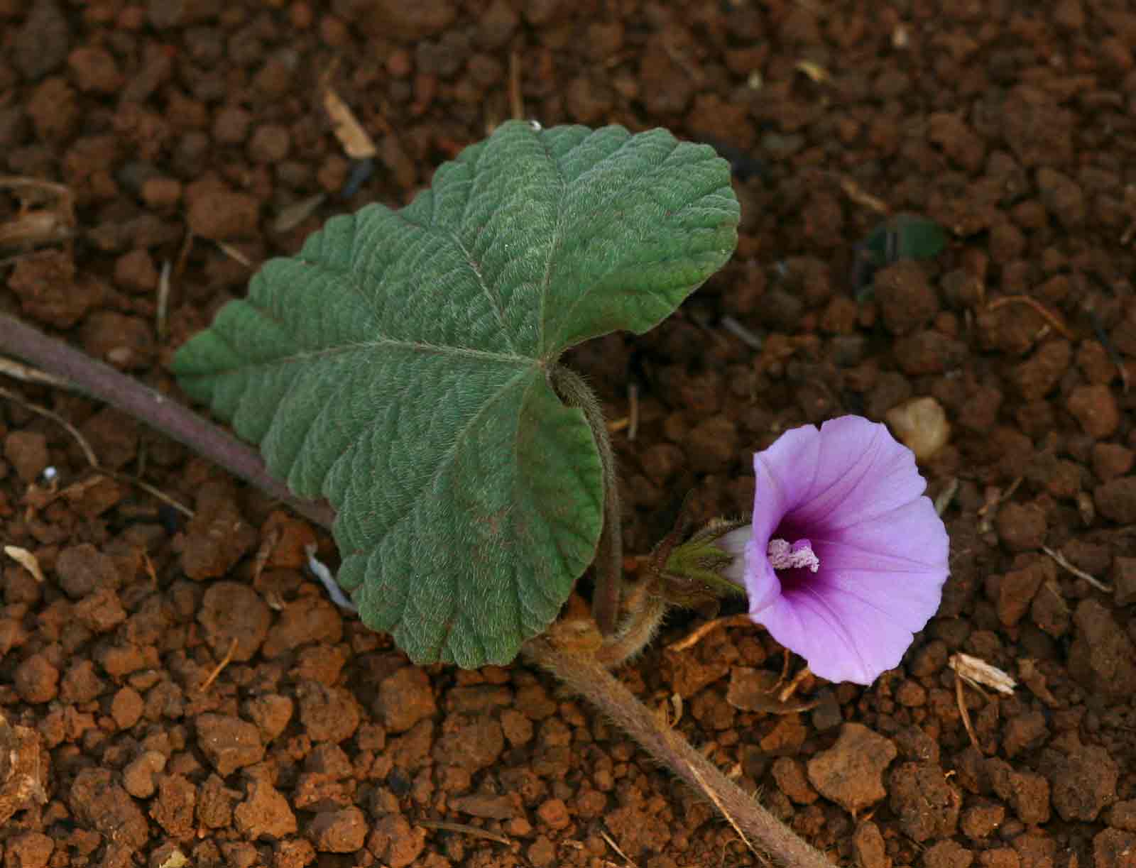 Ipomoea wightii var. wightii