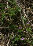 Ipomoea wightii var. wightii