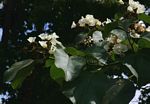 Cordia africana