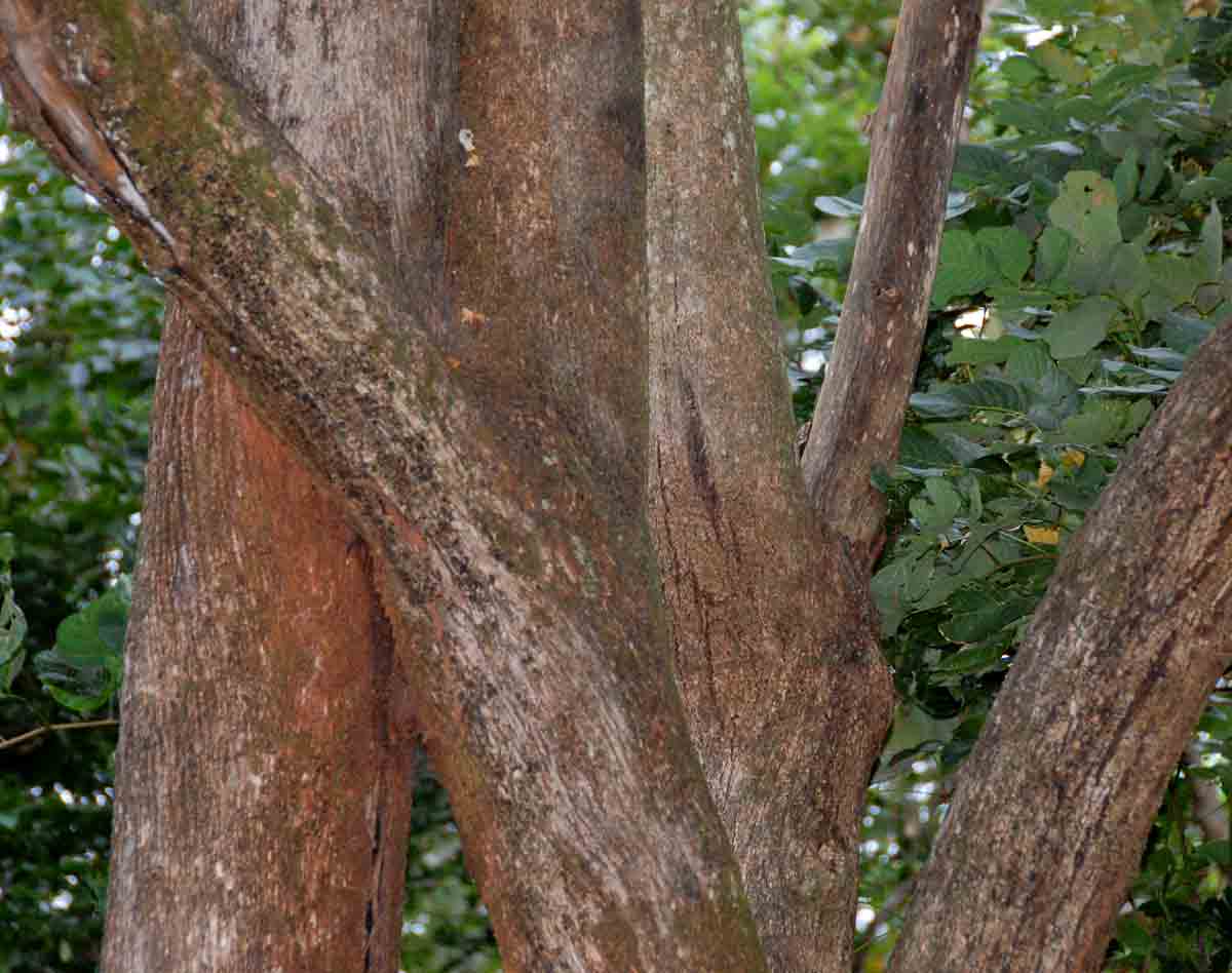 Cordia africana