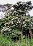 Cordia africana