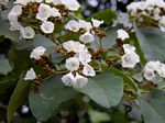 Cordia africana