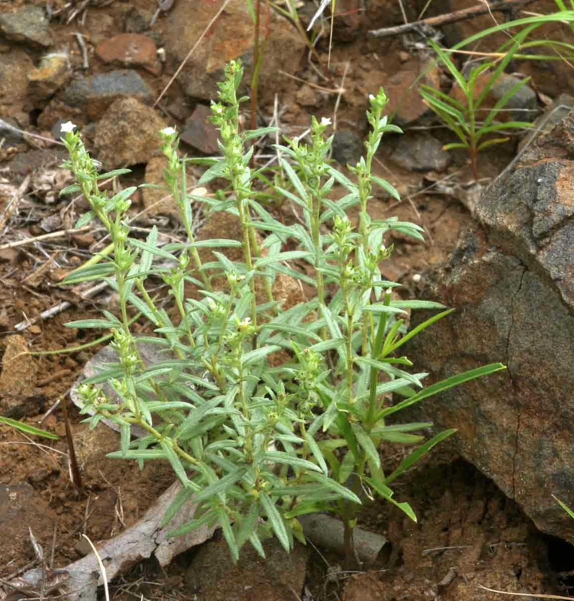 Euploca strigosa