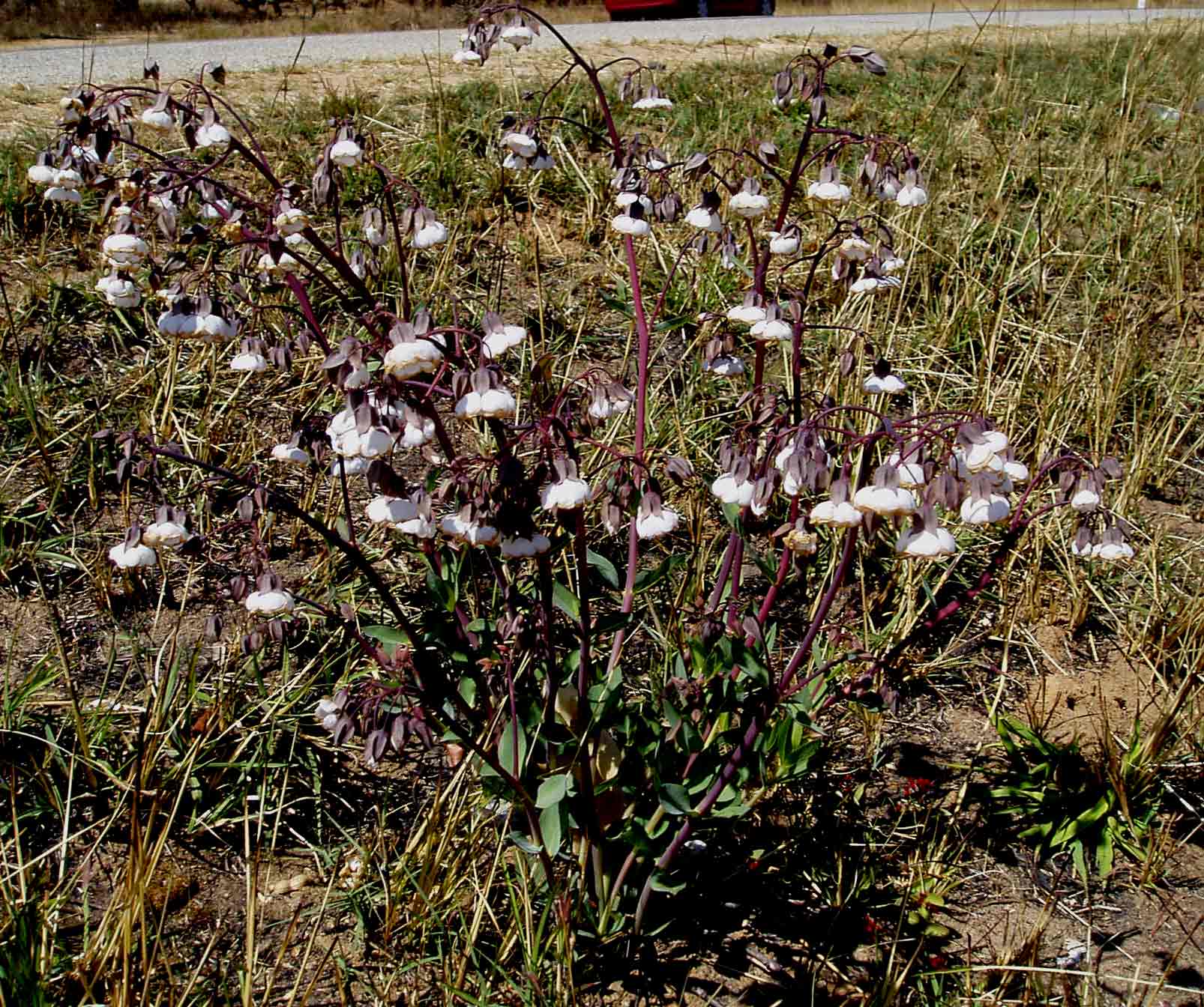 Trichodesma physaloides Trichodesma physaloides
