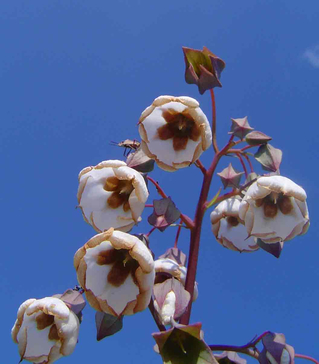 Trichodesma physaloides Trichodesma physaloides