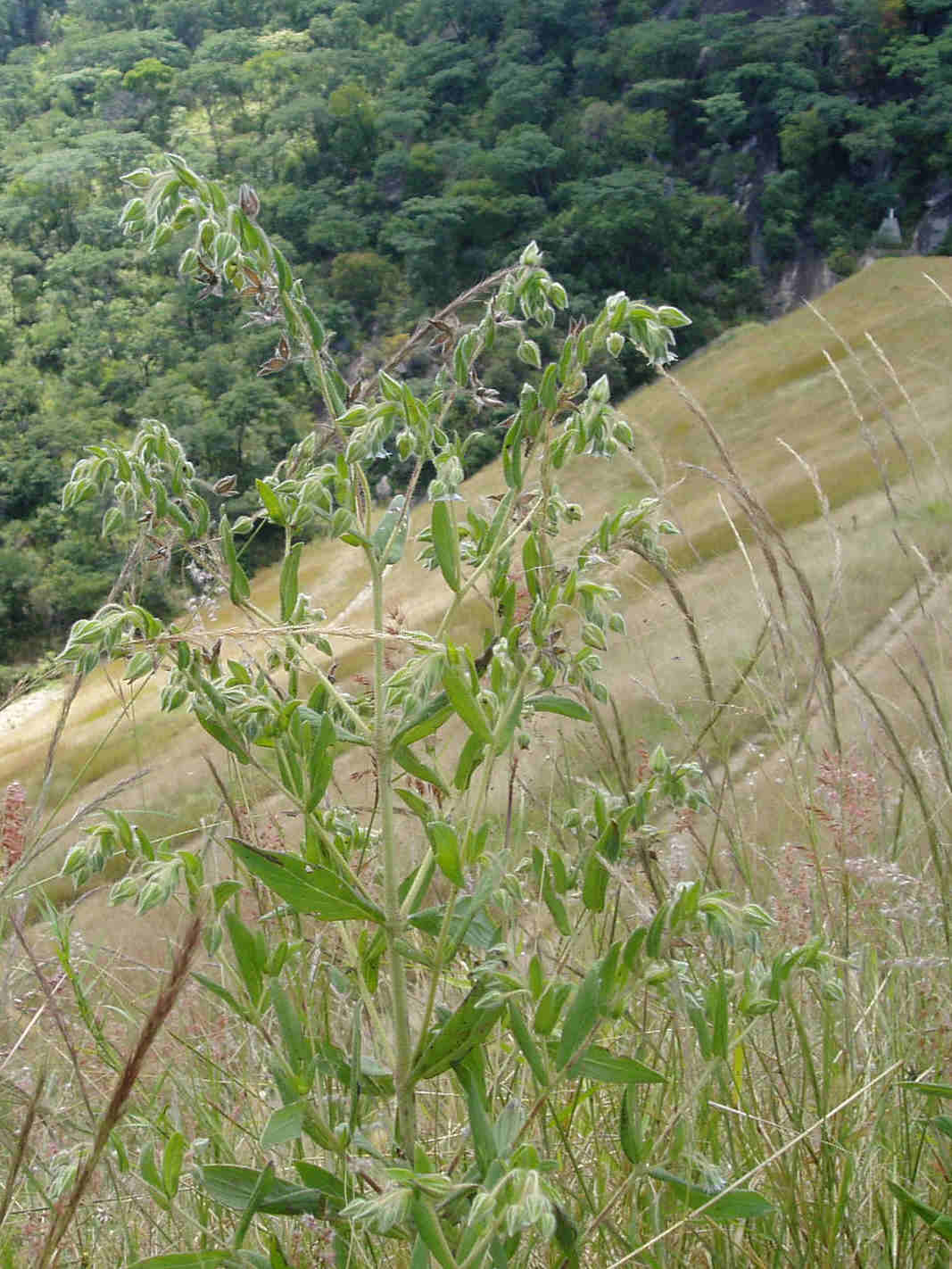 Trichodesma zeylanicum Trichodesma zeylanicum