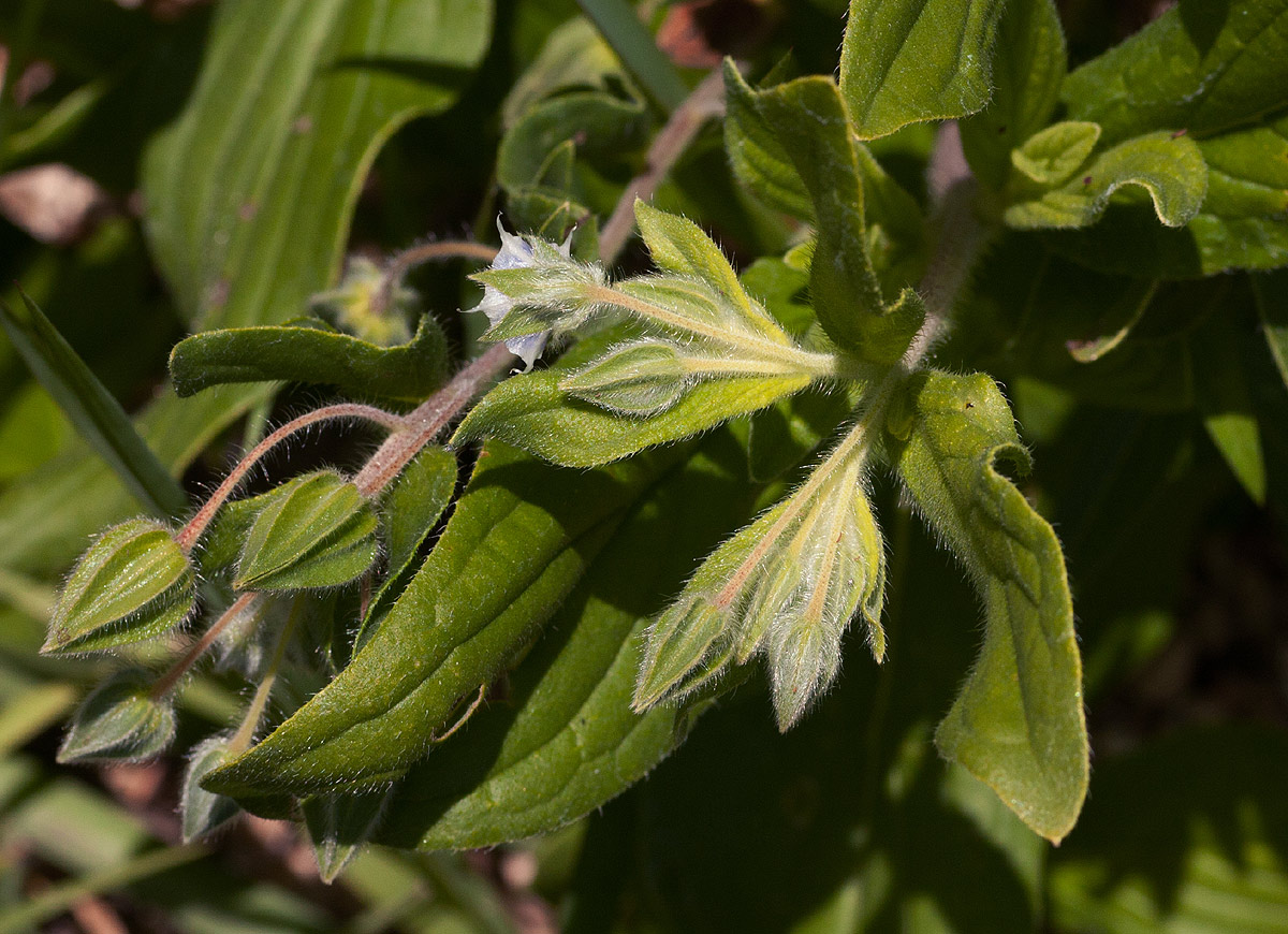 Trichodesma zeylanicum