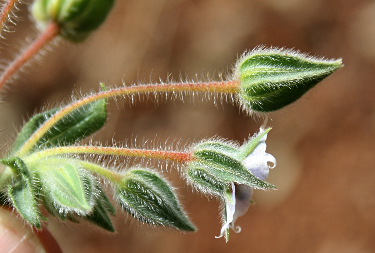Trichodesma zeylanicum Trichodesma zeylanicum