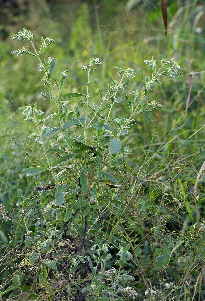 Trichodesma zeylanicum Trichodesma zeylanicum