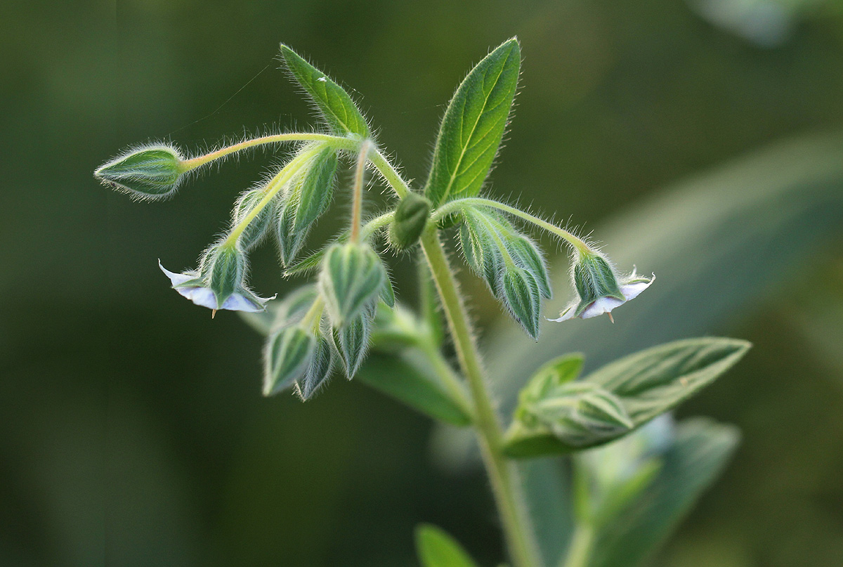 Trichodesma zeylanicum Trichodesma zeylanicum