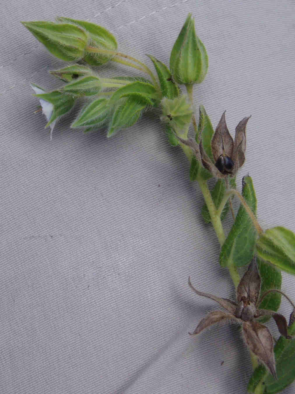 Trichodesma zeylanicum Trichodesma zeylanicum
