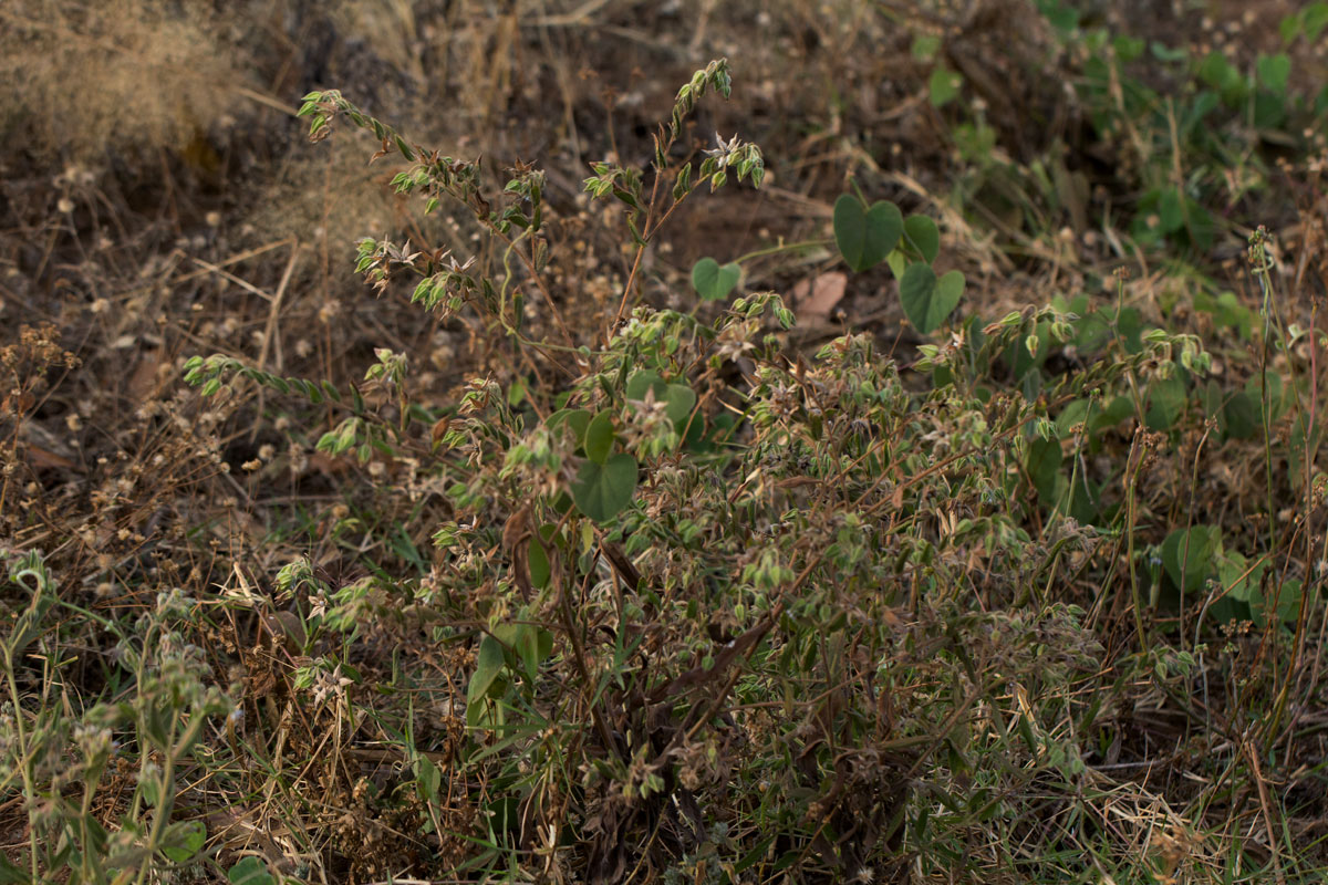 Trichodesma zeylanicum Trichodesma zeylanicum