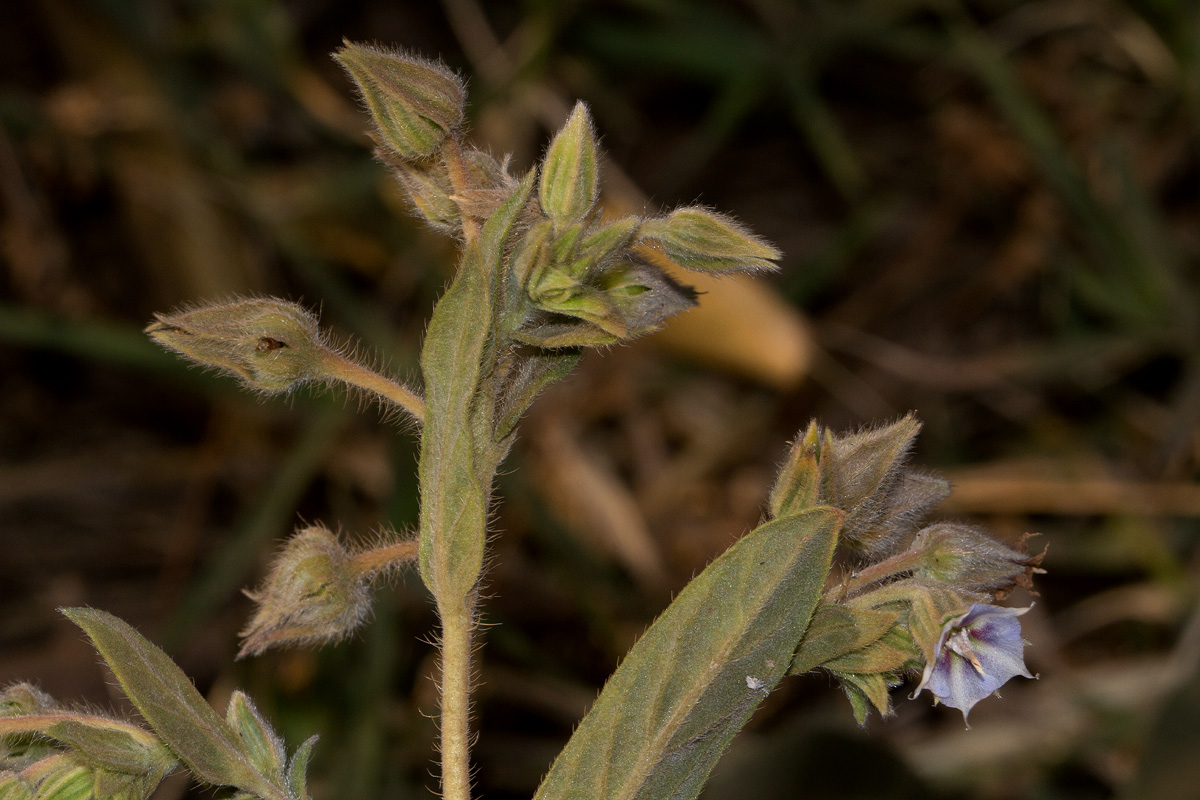 Trichodesma zeylanicum Trichodesma zeylanicum