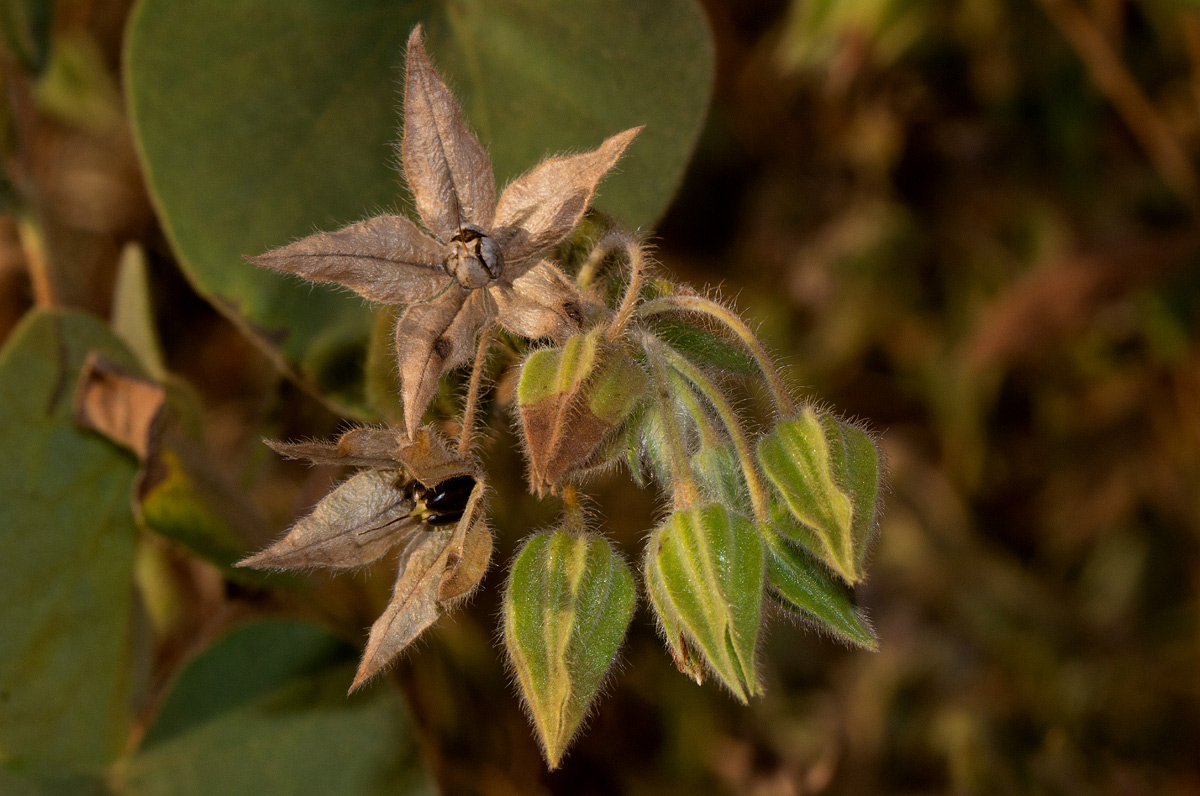 Trichodesma zeylanicum Trichodesma zeylanicum