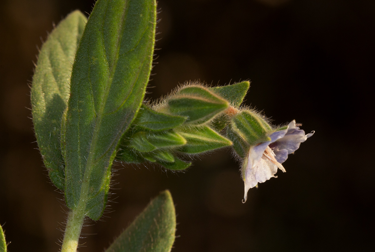 Trichodesma zeylanicum Trichodesma zeylanicum