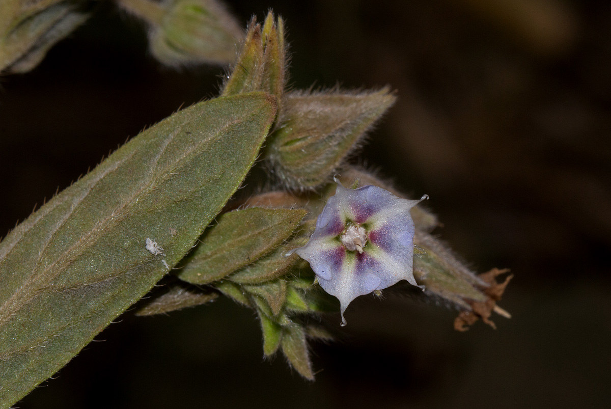 Trichodesma zeylanicum Trichodesma zeylanicum