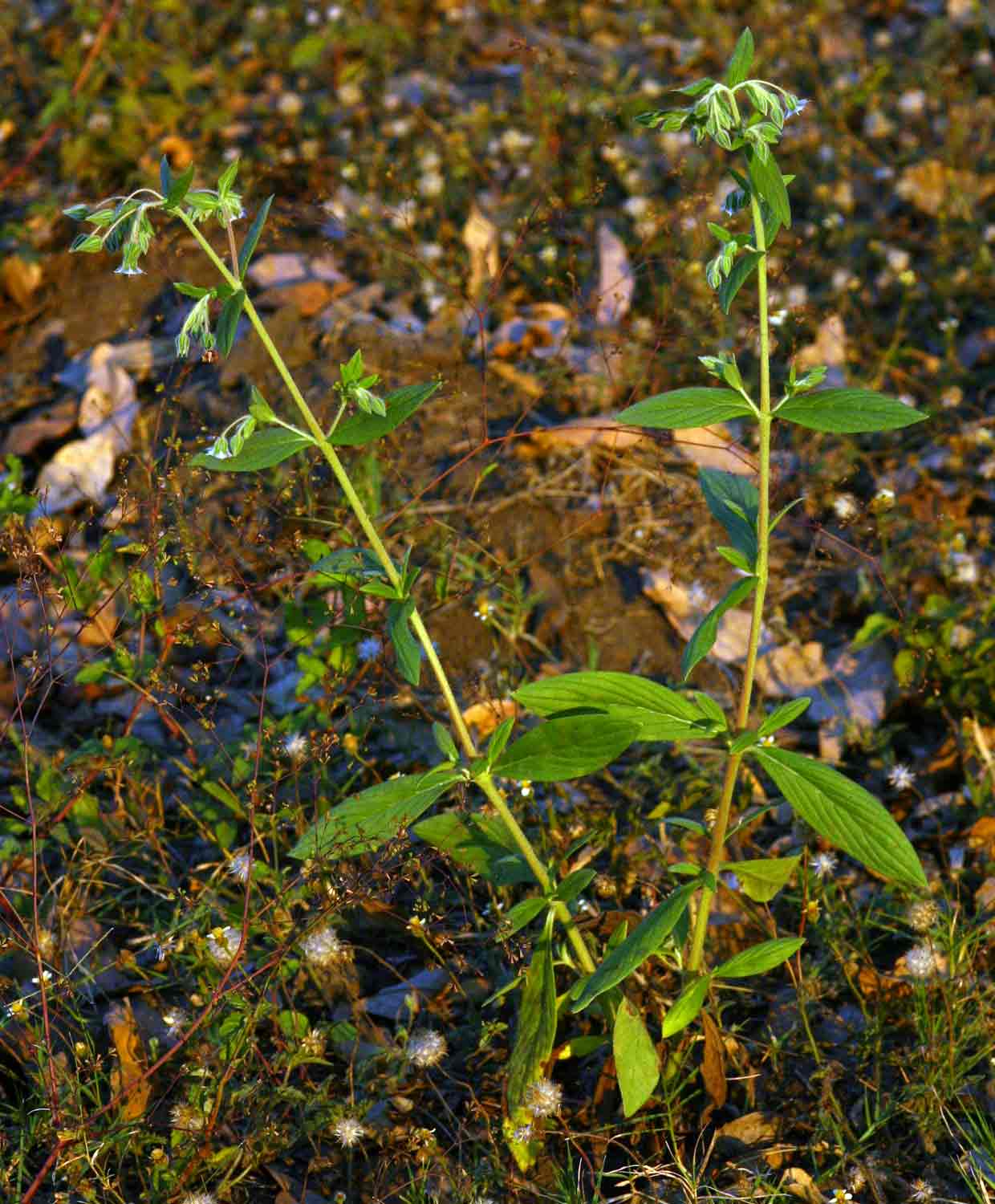 Trichodesma zeylanicum Trichodesma zeylanicum