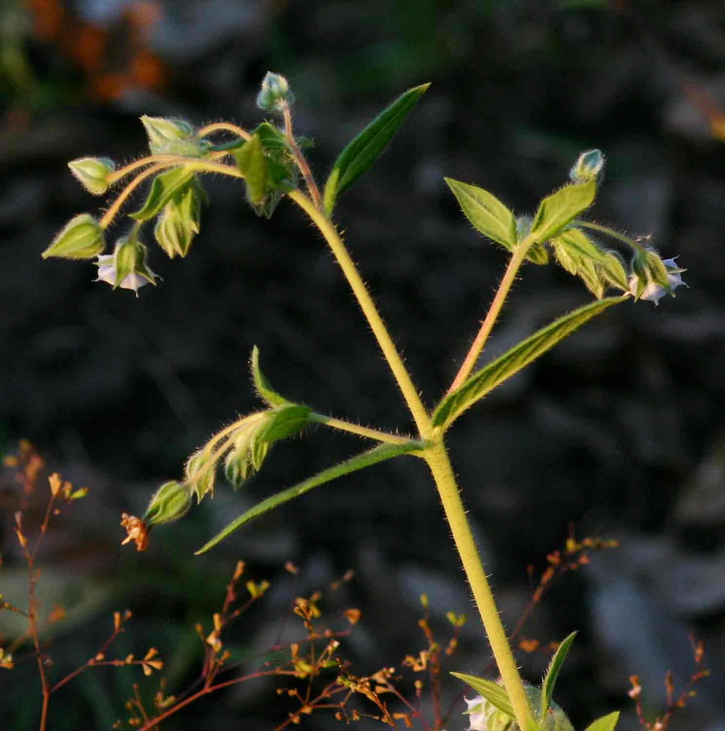 Trichodesma zeylanicum Trichodesma zeylanicum