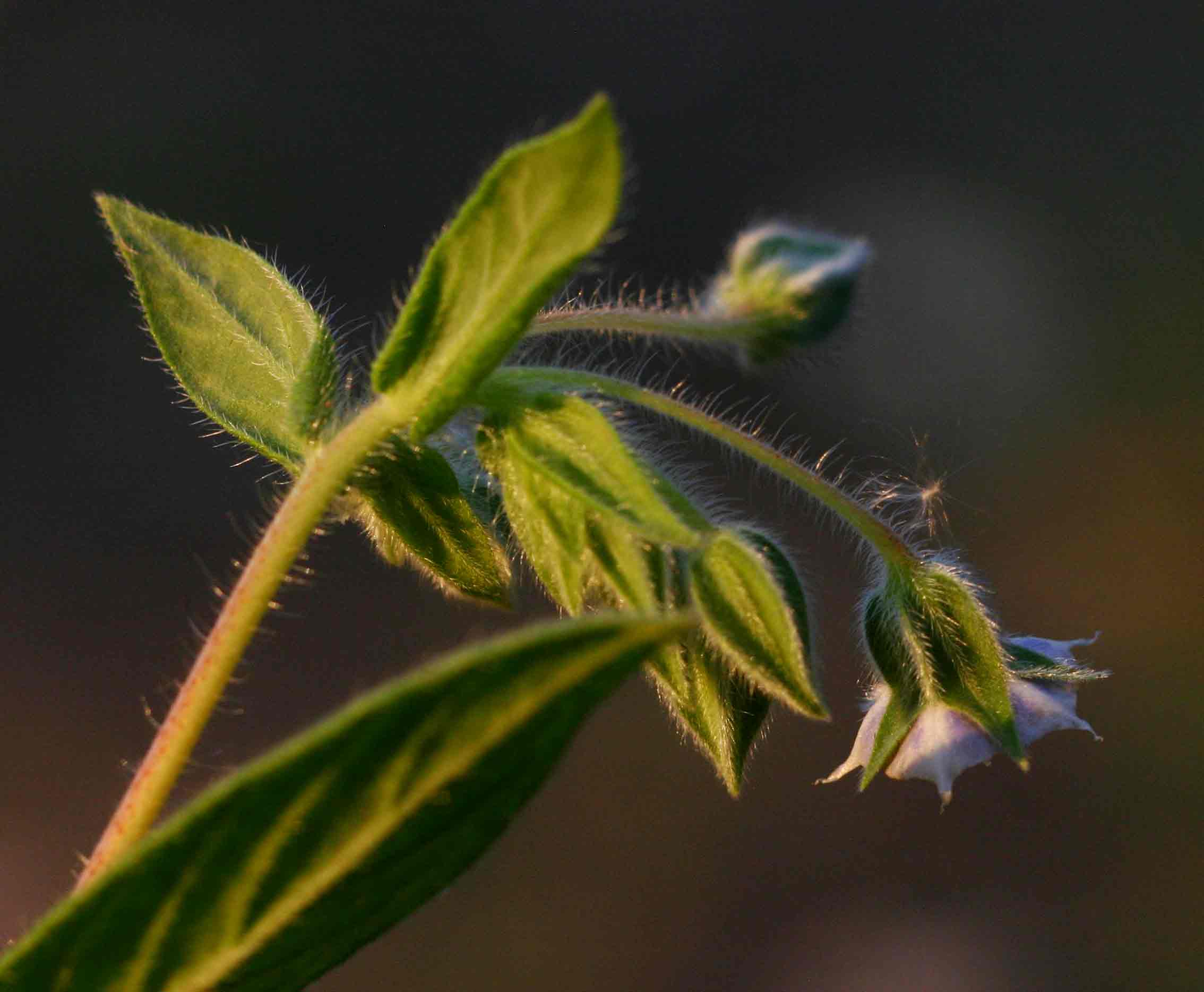 Trichodesma zeylanicum Trichodesma zeylanicum