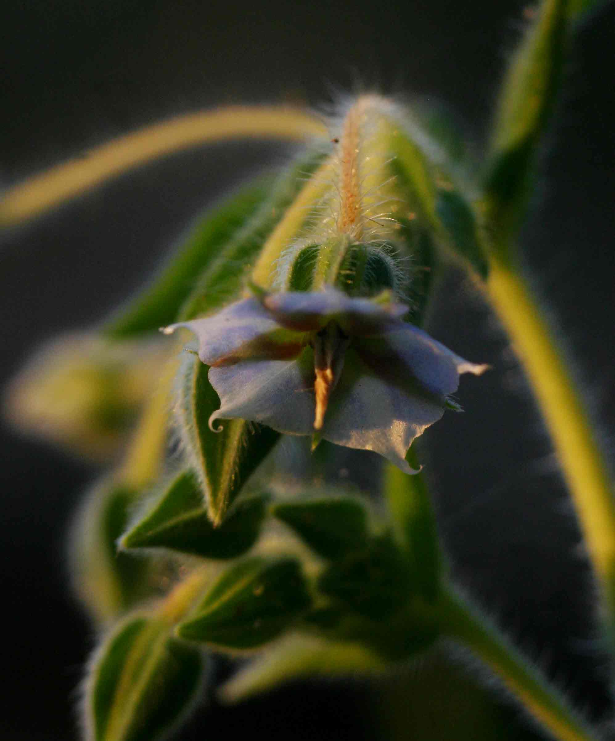 Trichodesma zeylanicum Trichodesma zeylanicum