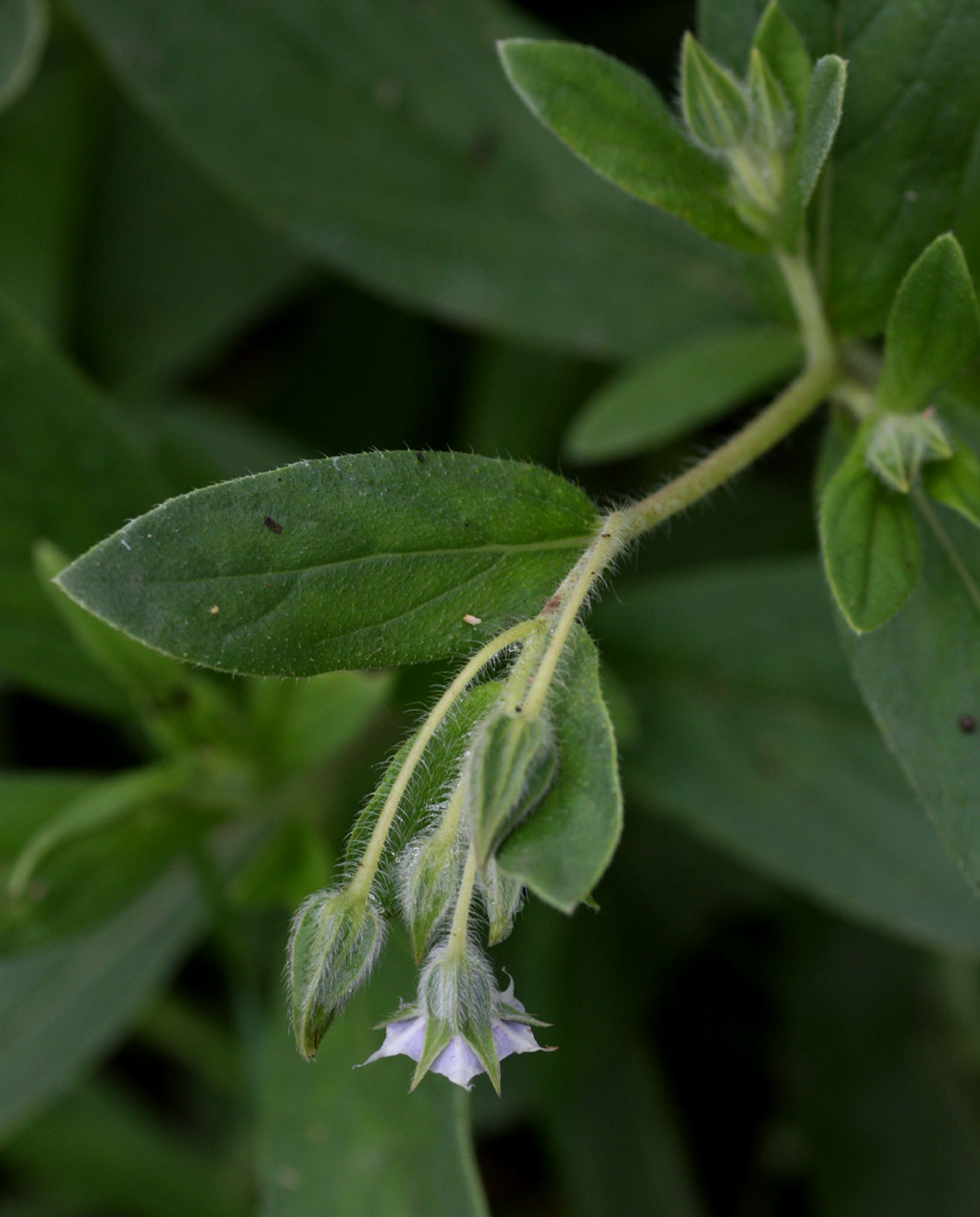 Trichodesma zeylanicum Trichodesma zeylanicum