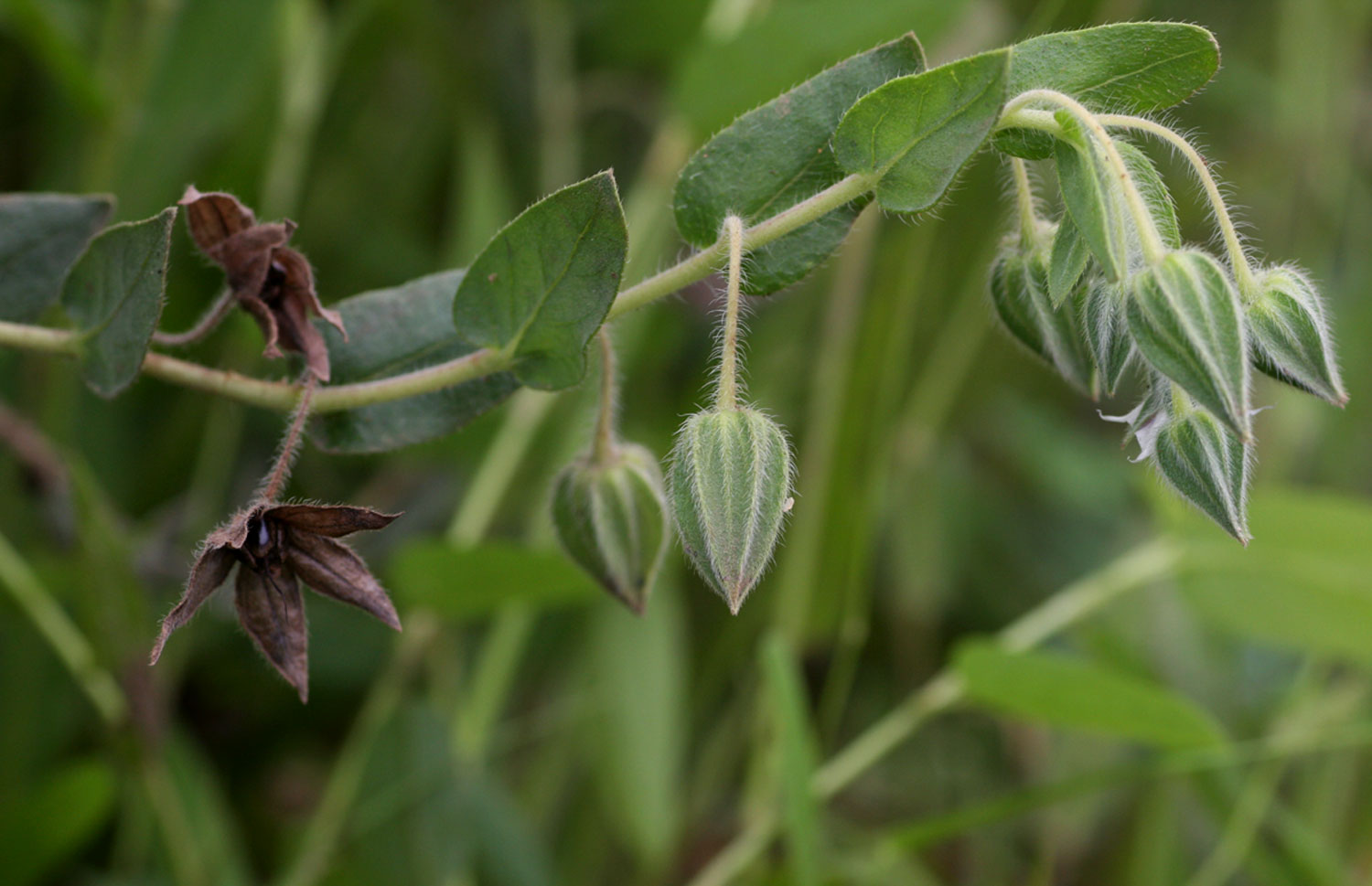 Trichodesma zeylanicum Trichodesma zeylanicum