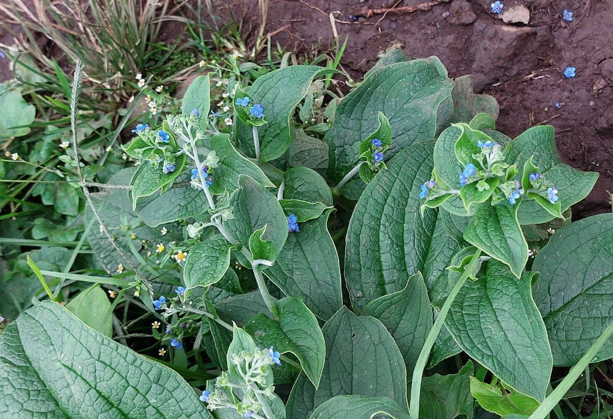 Cynoglossum amplifolium