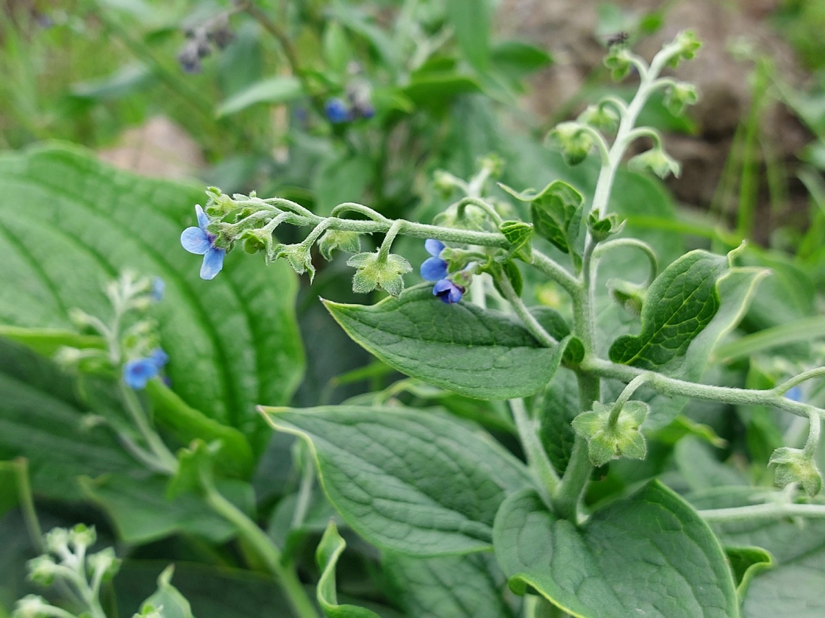 Cynoglossum amplifolium