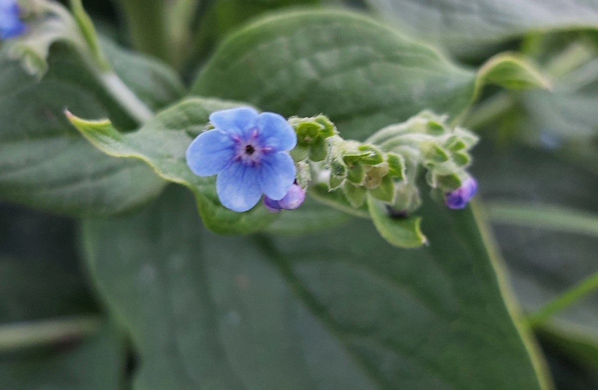 Cynoglossum amplifolium