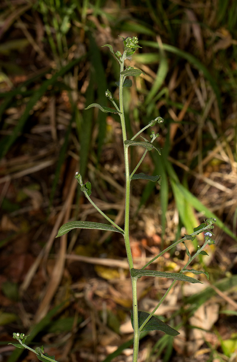 Cynoglossum amplifolium