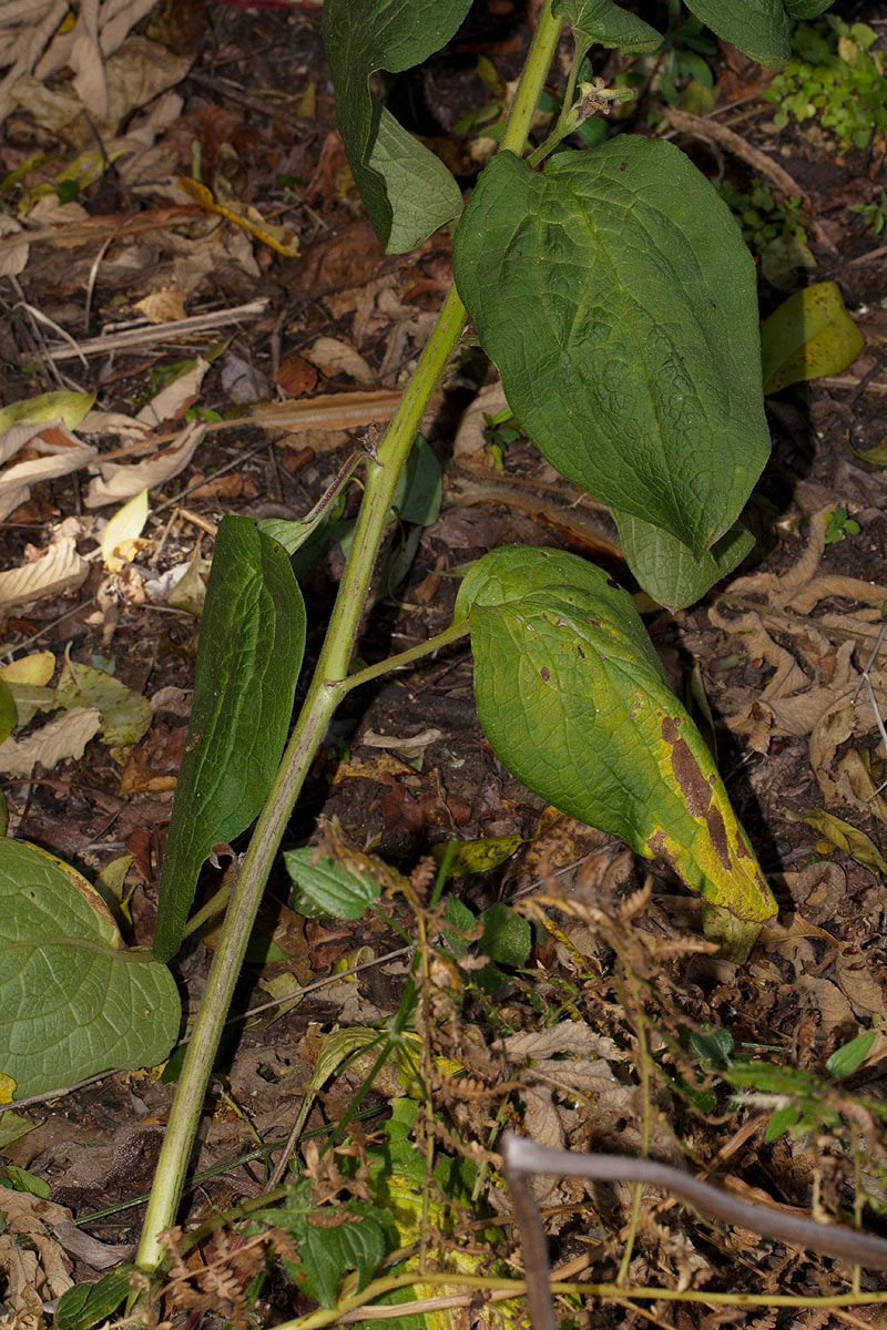 Cynoglossum amplifolium