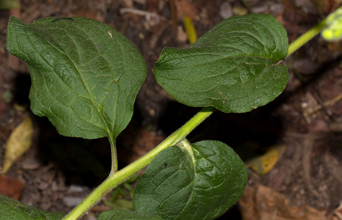 Cynoglossum amplifolium