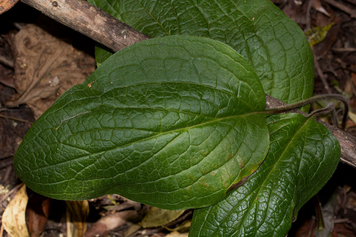 Cynoglossum amplifolium