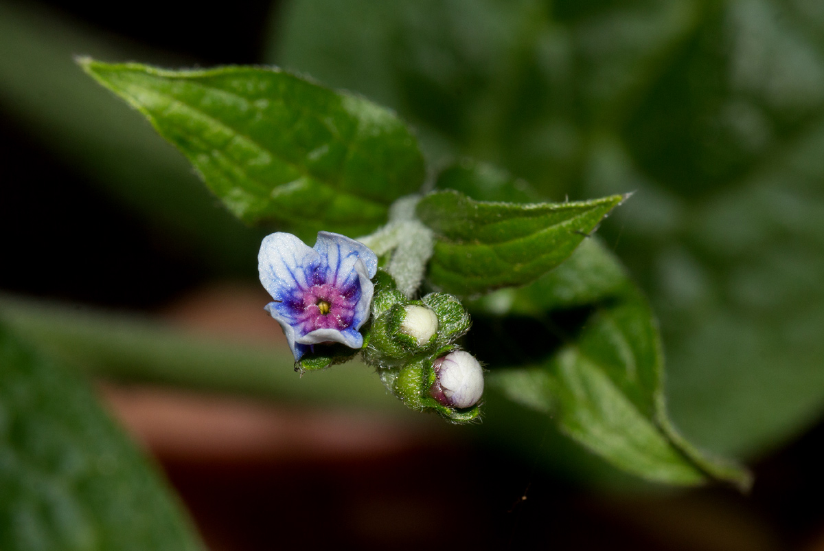 Cynoglossum amplifolium Cynoglossum amplifolium