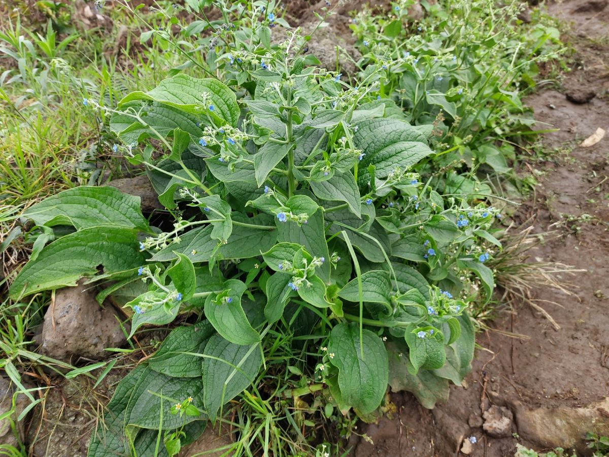 Cynoglossum amplifolium