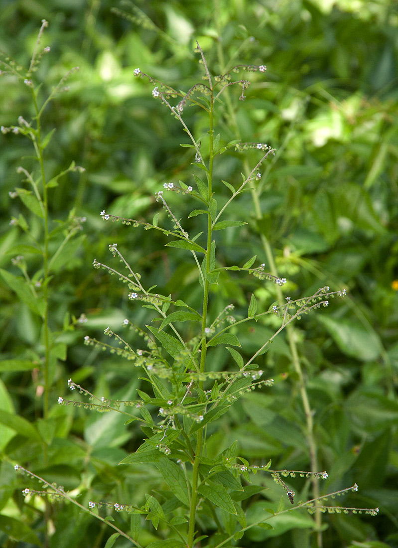 Cynoglossum lanceolatum