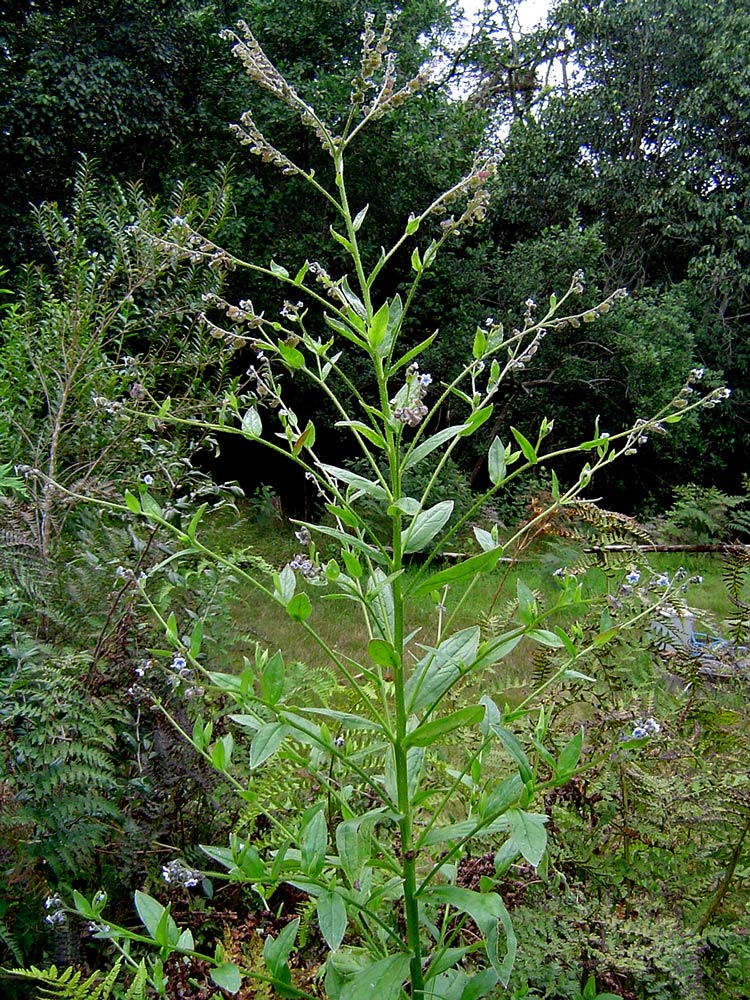Cynoglossum lanceolatum