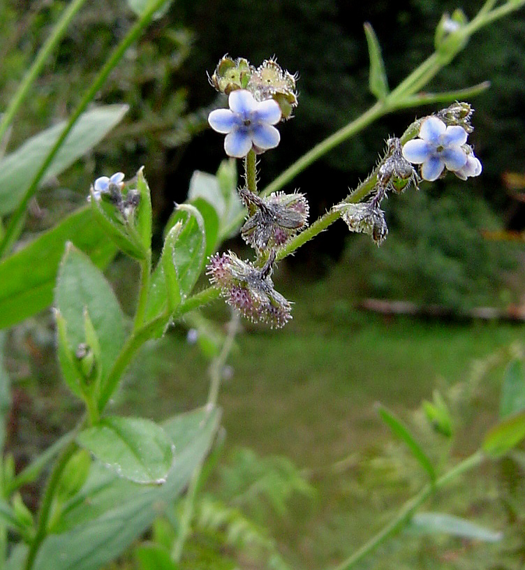 Cynoglossum lanceolatum