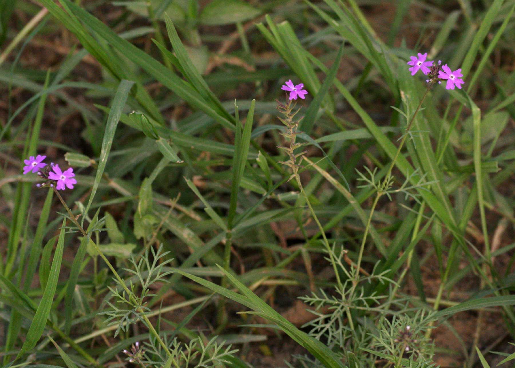 Verbena aristigera Verbena aristigera