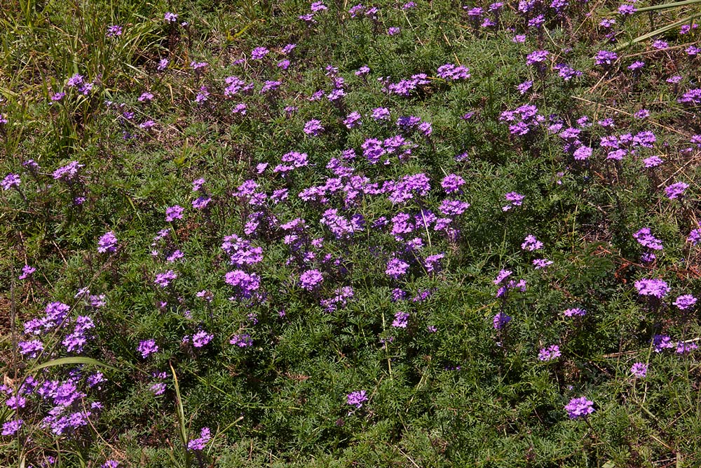 Verbena aristigera Verbena aristigera