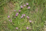 Verbena aristigera