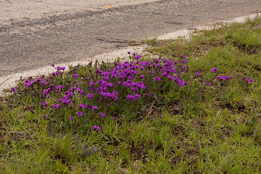 Verbena rigida Verbena rigida