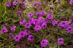 Verbena rigida