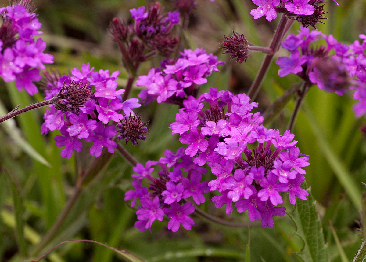 Verbena rigida Verbena rigida