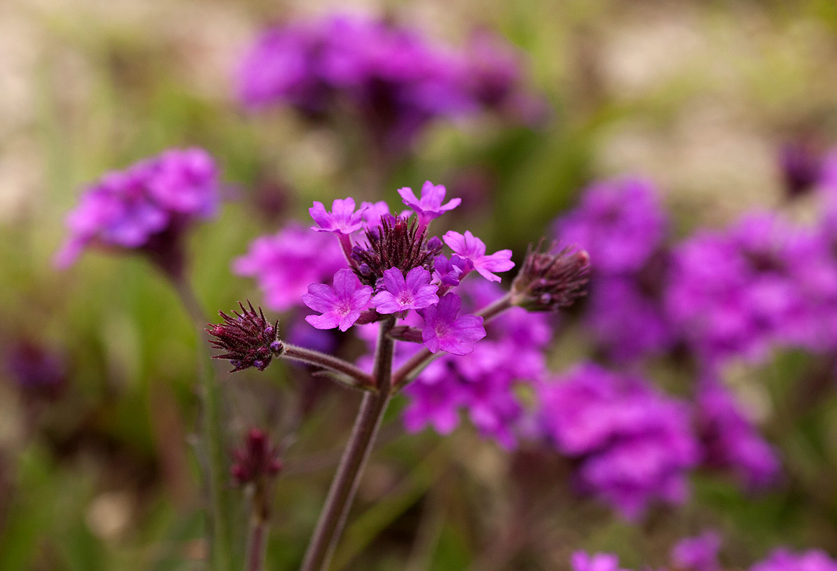Verbena rigida Verbena rigida