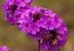 Verbena rigida