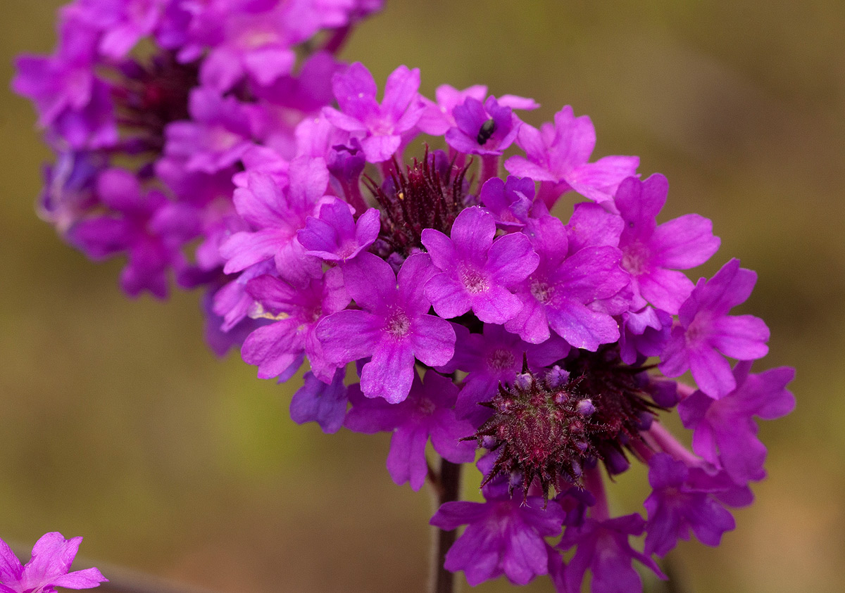 Verbena rigida Verbena rigida