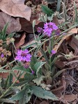 Verbena rigida
